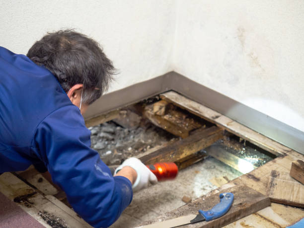 Best Best Mold Removal Companies  in Elwood, NY