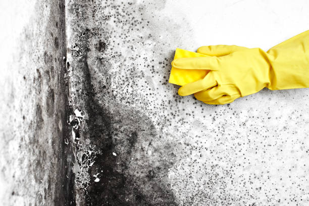 Best Toxic Mold Removal  in Elwood, NY