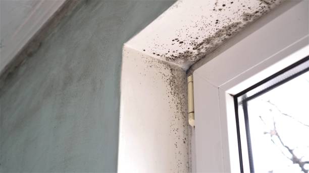 Best Mold Removal Process  in Elwood, NY