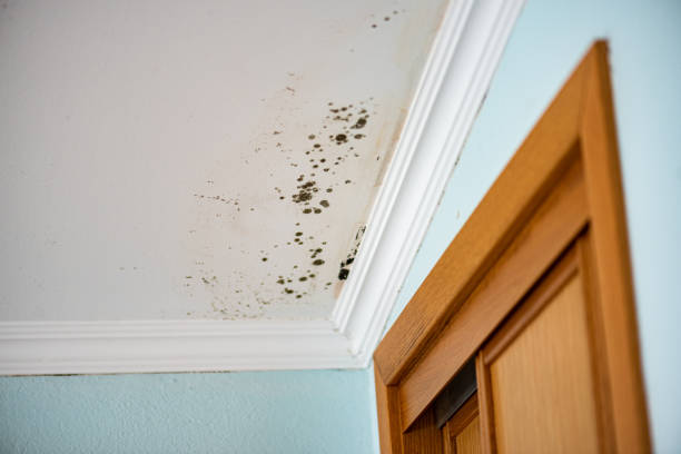 Best Mold Removal Process  in Elwood, NY
