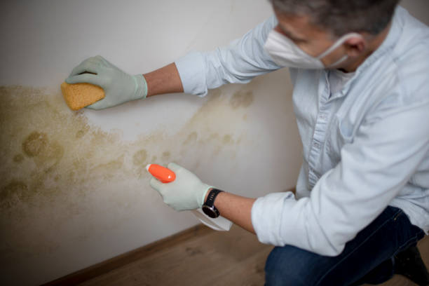 Mold Removal and Inspection in Elwood, NY