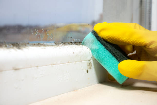 Mold Removal and Inspection in Elwood, NY