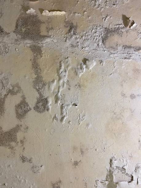 Best Local Mold Removal Service  in Elwood, NY