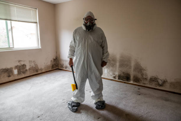 Best Attic Mold Removal  in Elwood, NY