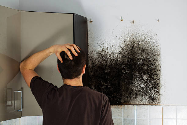 Mold Removal Process in Elwood, NY