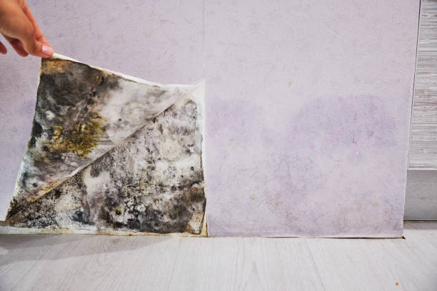 Best Crawl Space Mold Removal  in Elwood, NY